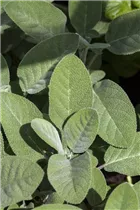  - Salvia officinalis 'Elephant Ear'