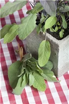  - Salvia officinalis