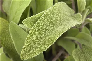  - Salvia officinalis