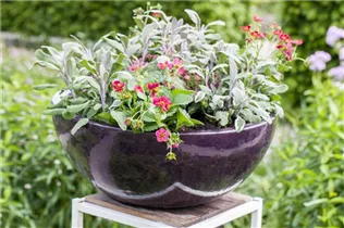  - Salvia officinalis