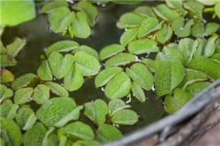 - Salvinia natans  - Salvinia natans