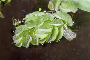 - Salvinia natans  - Salvinia natans