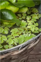 - Salvinia natans  - Salvinia natans