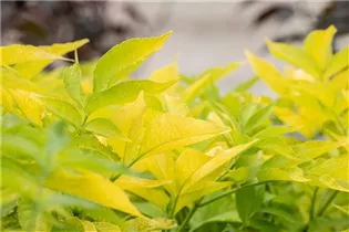  - Sambucus canadensis 'Aurea'