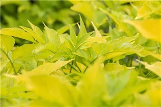  - Sambucus canadensis 'Aurea'