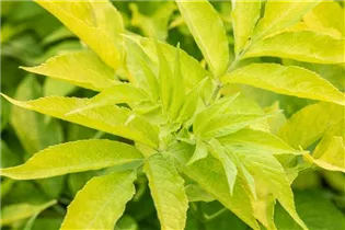  - Sambucus canadensis 'Aurea'