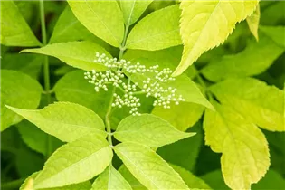  - Sambucus canadensis 'Aurea'