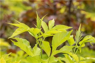  - Sambucus canadensis 'Aurea'