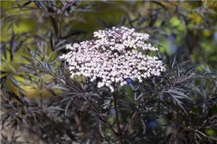- Sambucus nigra 'Black Lace'(s)  - Sambucus nigra 'Black Lace'(s)