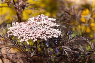 - Sambucus nigra 'Black Lace'(s)  - Sambucus nigra 'Black Lace'(s)