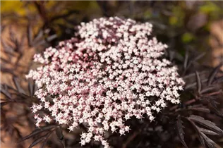 - Sambucus nigra 'Black Lace'(s)  - Sambucus nigra 'Black Lace'(s)