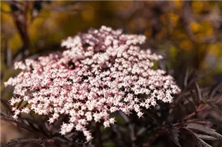 - Sambucus nigra 'Black Lace'(s)  - Sambucus nigra 'Black Lace'(s)