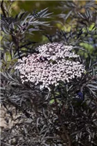- Sambucus nigra 'Black Lace'(s)  - Sambucus nigra 'Black Lace'(s)