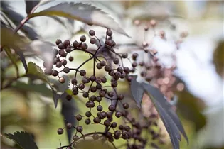 - Sambucus nigra 'Black Lace'(s)  - Sambucus nigra 'Black Lace'(s)
