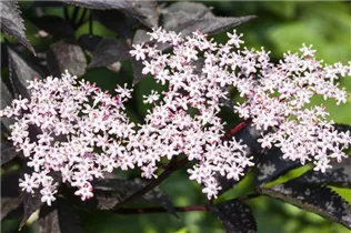 - Sambucus nigra 'Black Lace'(s)  - Sambucus nigra 'Black Lace'(s)