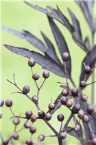 - Sambucus nigra 'Black Lace'(s)  - Sambucus nigra 'Black Lace'(s)