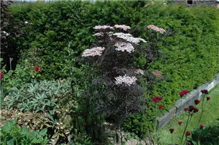 - Sambucus nigra 'Black Lace'(s)  - Sambucus nigra 'Black Lace'(s)