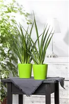 - Sansevieria cylindrica  - Sansevieria cylindrica