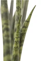 - Sansevieria cylindrica  - Sansevieria cylindrica