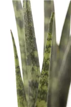 - Sansevieria cylindrica  - Sansevieria cylindrica