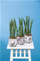 - Sansevieria cylindrica  - Sansevieria cylindrica
