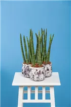 - Sansevieria cylindrica  - Sansevieria cylindrica