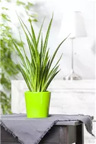 - Sansevieria cylindrica  - Sansevieria cylindrica