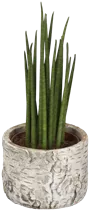 - Sansevieria cylindrica  - Sansevieria cylindrica