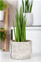 - Sansevieria cylindrica  - Sansevieria cylindrica