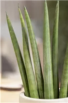 - Sansevieria cylindrica  - Sansevieria cylindrica