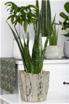  - Sansevieria trifasciata