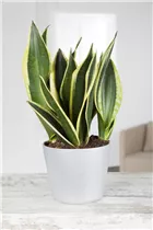 - Sansevieria trifasciata 'Black Gold'  - Sansevieria trifasciata 'Black Gold'