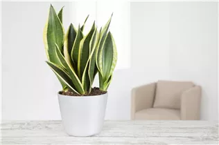 - Sansevieria trifasciata 'Black Gold'  - Sansevieria trifasciata 'Black Gold'