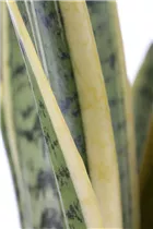  - Sansevieria trifasciata var. laurentii