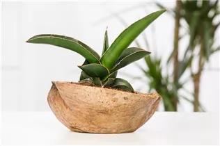  - Sansevieria trifasciata
