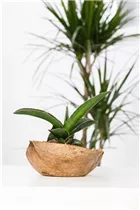  - Sansevieria trifasciata