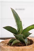  - Sansevieria trifasciata