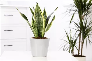  - Sansevieria trifasciata