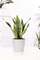  - Sansevieria trifasciata