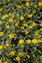  - Sanvitalia procumbens