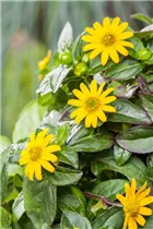  - Sanvitalia procumbens