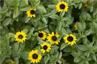  - Sanvitalia procumbens