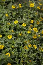  - Sanvitalia procumbens