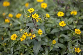  - Sanvitalia procumbens