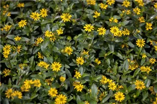  - Sanvitalia procumbens