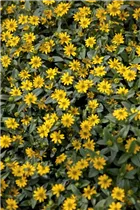  - Sanvitalia procumbens