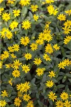  - Sanvitalia procumbens