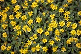  - Sanvitalia procumbens