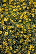  - Sanvitalia procumbens