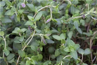  - Satureja hortensis